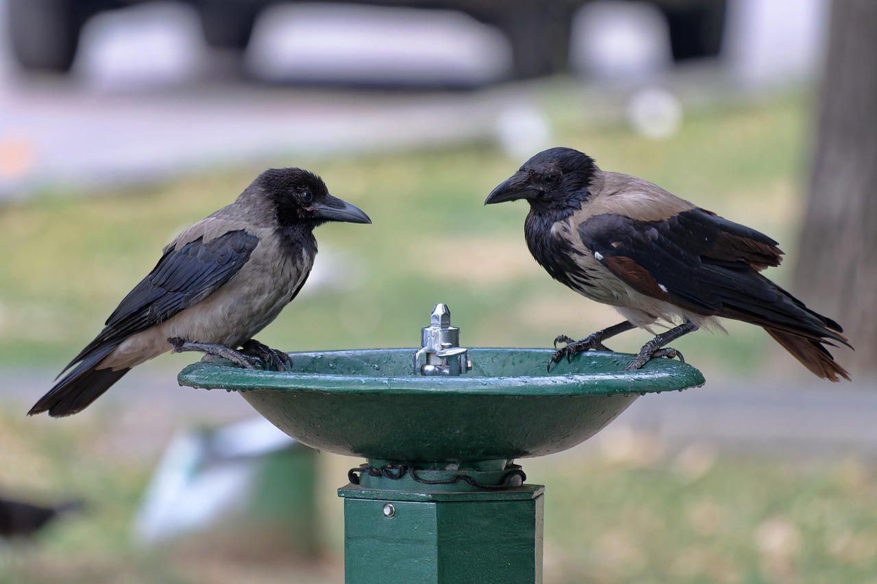 Informationen am Mittwoch: Sommer — Sonne — Hitze Was kann man für sich (und andere) tun? Wie sollte man sich verhalten?