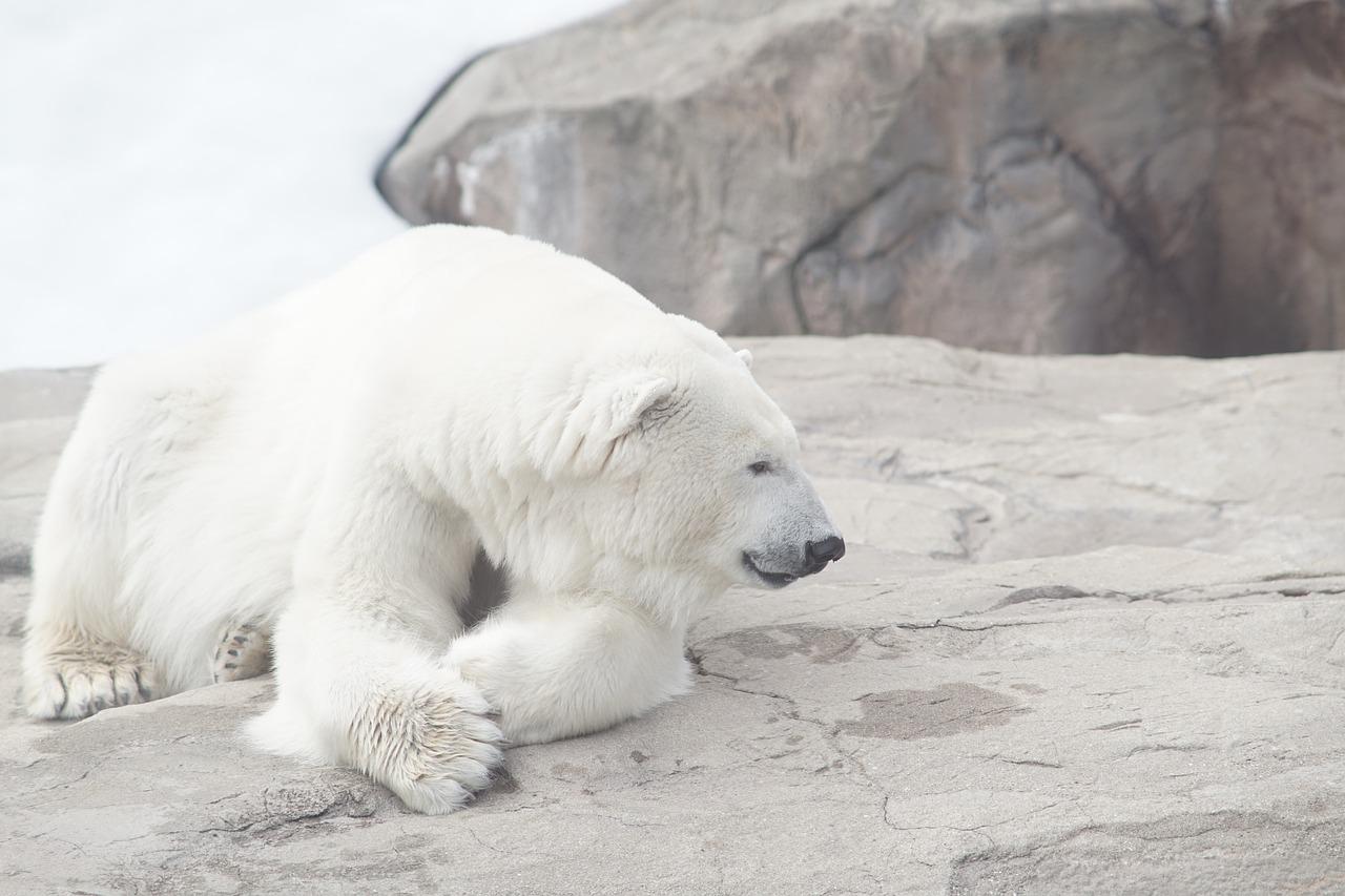 Zoo am Meer in Bremerhaven