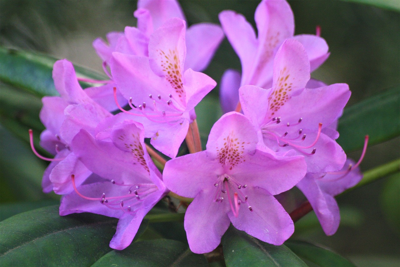 Hamburg – Rhododendron und Hafencity
