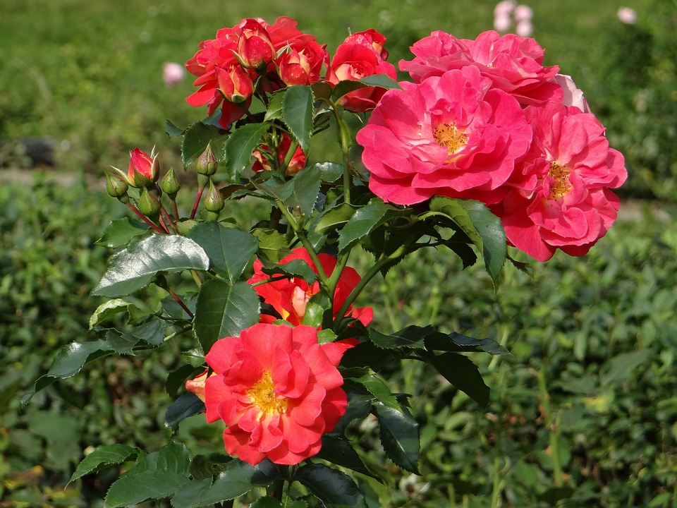 Rosarium Sangerhausen und Eichsfelder Schlachter